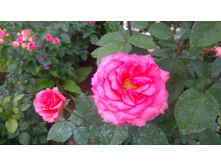 WP 20170721 09 14 34 Pro.jpg