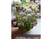 ������ �����������. ����������� �.����������