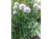 ���.jpg