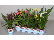 ����� ���� - 450 - 500 ���.