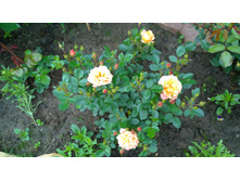 WP 20170709 10 29 58 Pro.jpg