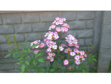 WP 20170820 09 47 08 Pro.jpg