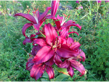 ����� ��������