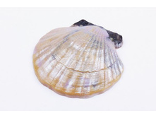 ���� ������ ������ "�������-��������" 105,00 ���. ���: 90