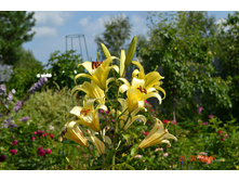 57a1d40ee24ee dsc0373.JPG