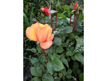 IMG 20170714 165257.jpg