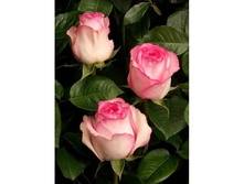 ����� ���� (BELLA VITA).jpg