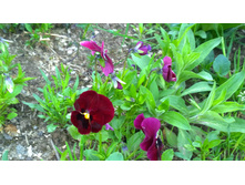 WP 20170527 09 55 09 Pro.jpg