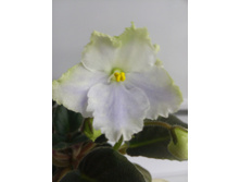 ��-����� ���������