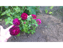 WP 20170820 09 48 36 Pro  highres.jpg