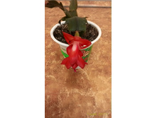 ���������, ����, 100 ������