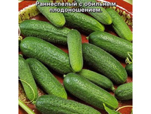 ������ ���������� F1 24,00