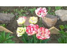 WP 20170527 09 45 50 Pro.jpg