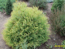 SDC16757.JPG