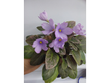 ��-����� �������