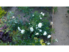 WP 20170716 18 40 50 Pro  highres.jpg