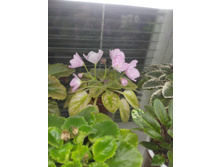 �-��������� �� ��������