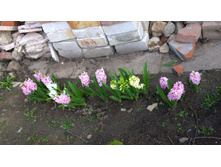 WP 20170521 16 15 15 Pro.jpg