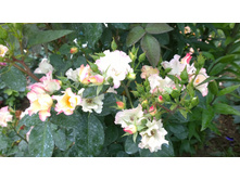 WP 20170721 09 18 03 Pro.jpg