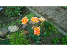 WP 20170527 09 45 38 Pro  highres.jpg