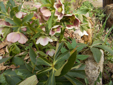 �������� ���������*)No1