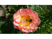 WP 20170625 08 53 34 Pro.jpg