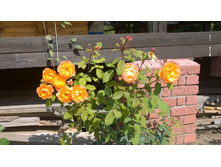 WP 20170820 09 39 15 Pro.jpg