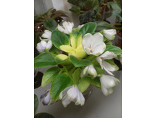 �-������ �����