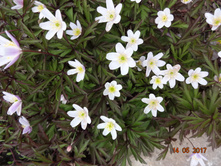 ������� ��������� (����). 100 �.