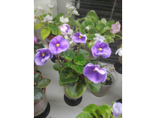 Cupie Doll. �����������: L. Egenites