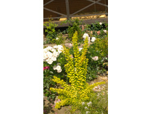 WP 20170820 09 45 31 Pro.jpg