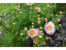 ��������� ���������� "������"