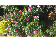 WP 20170713 09 37 51 Pro.jpg