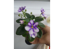 ������ ����� ������