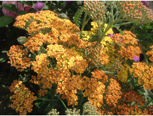 ������������� ���������