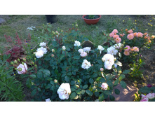 WP 20170716 18 42 53 Pro.jpg