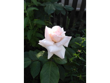 ���� ����