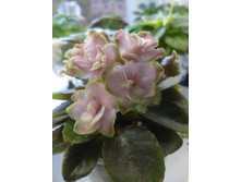 Jolly Imp (H. Pittman)