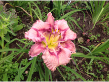 �������� ��� ������