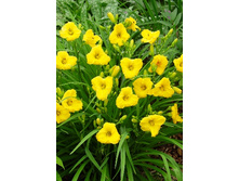 �������� (���)