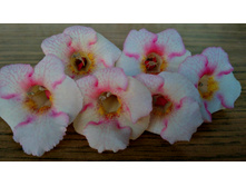 White Angel.jpg (� ����) - 150 ���.