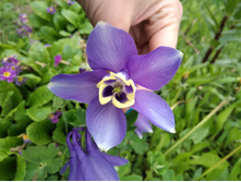 IMG 20170604 163809.jpg