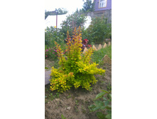 WP 20170626 12 47 21 Pro.jpg