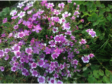 �����. ��������� � �������