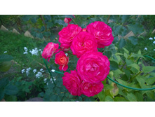 WP 20170728 20 25 02 Pro.jpg