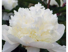 ���� ����������� ������������ � �9 + �������  220�