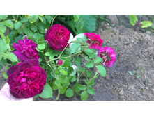 WP 20170820 09 48 51 Pro.jpg