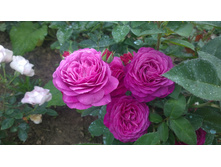 WP 20170721 09 10 52 Pro.jpg