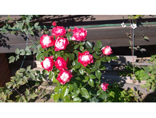 WP 20170923 11 30 25 Pro.jpg