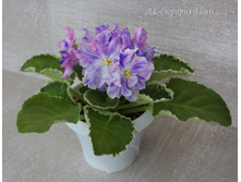 ��-������� ����.jpg